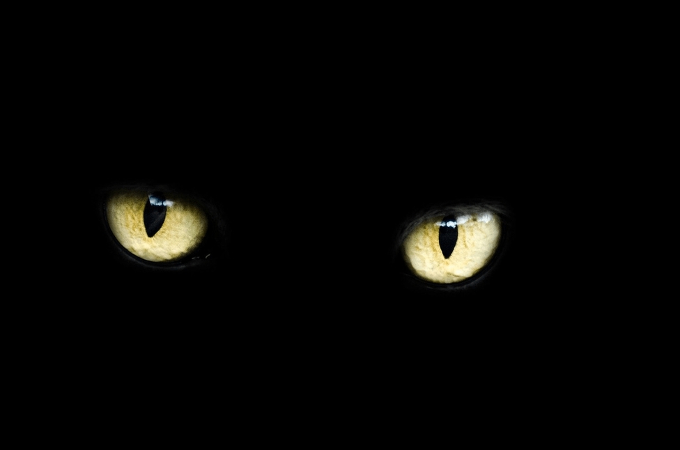 Le regard d'un chat noir